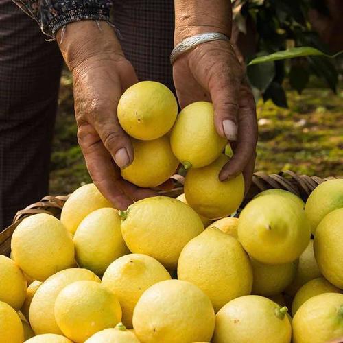 柠檬安岳黄柠檬新鲜水果果子生鲜水果新鲜批发多规格泡水厂家批发