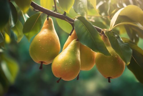鲜甜多汁的梨子果树果园水果农产品摄影图 摄影
